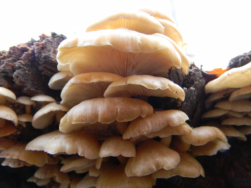 Alcuni ritrovamenti del 21.12.2010.